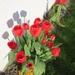 Tulips in our garden by g3xbm