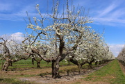 20th Apr 2015 - Those old apple trees