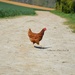 hen's stroll by parisouailleurs