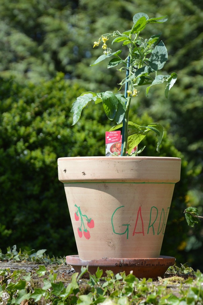 Tomato plant by parisouailleurs