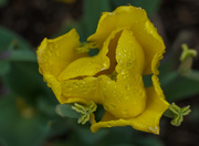 20th Apr 2015 - After the rain