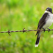 The Kingbirds Have Returned by milaniet