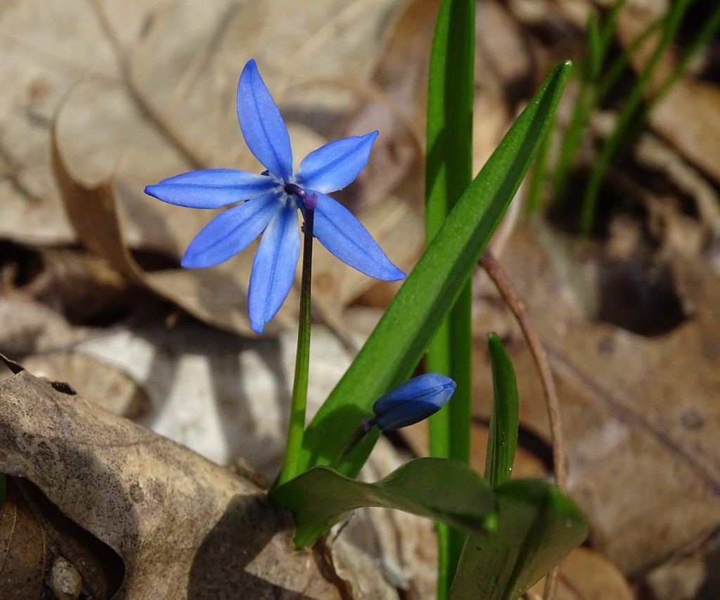 Blue Flower with Leaf Litter by annepann