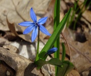 21st Apr 2015 - Blue Flower with Leaf Litter