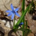 Blue Flower with Leaf Litter by annepann