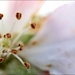 Apple Blossom by flygirl