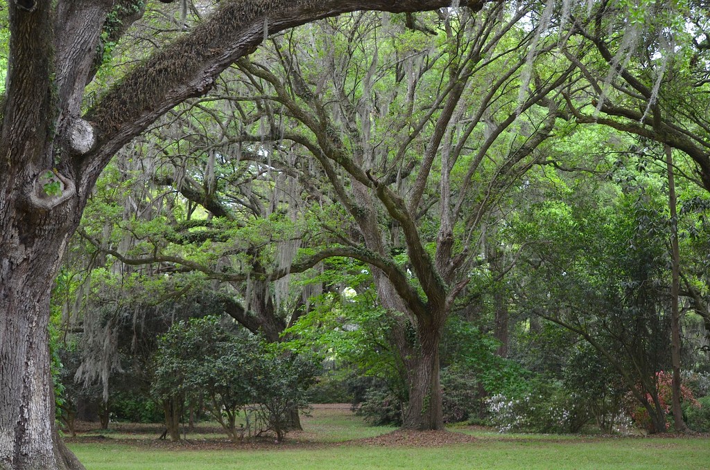 Live oaks, Charles Towne Landing State Historic Site by congaree