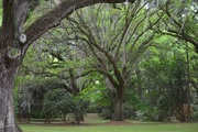 21st Apr 2015 - Live oaks, Charles Towne Landing State Historic Site