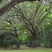 Live oaks, Charles Towne Landing State Historic Site by congaree