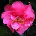 Pink Camellia by homeschoolmom