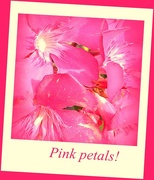 12th Apr 2015 - Pink Petals!