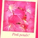 Pink Petals! by homeschoolmom