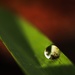 A Drop of Life  by mzzhope