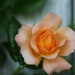 Peachy, Orangey Rose by madamelucy