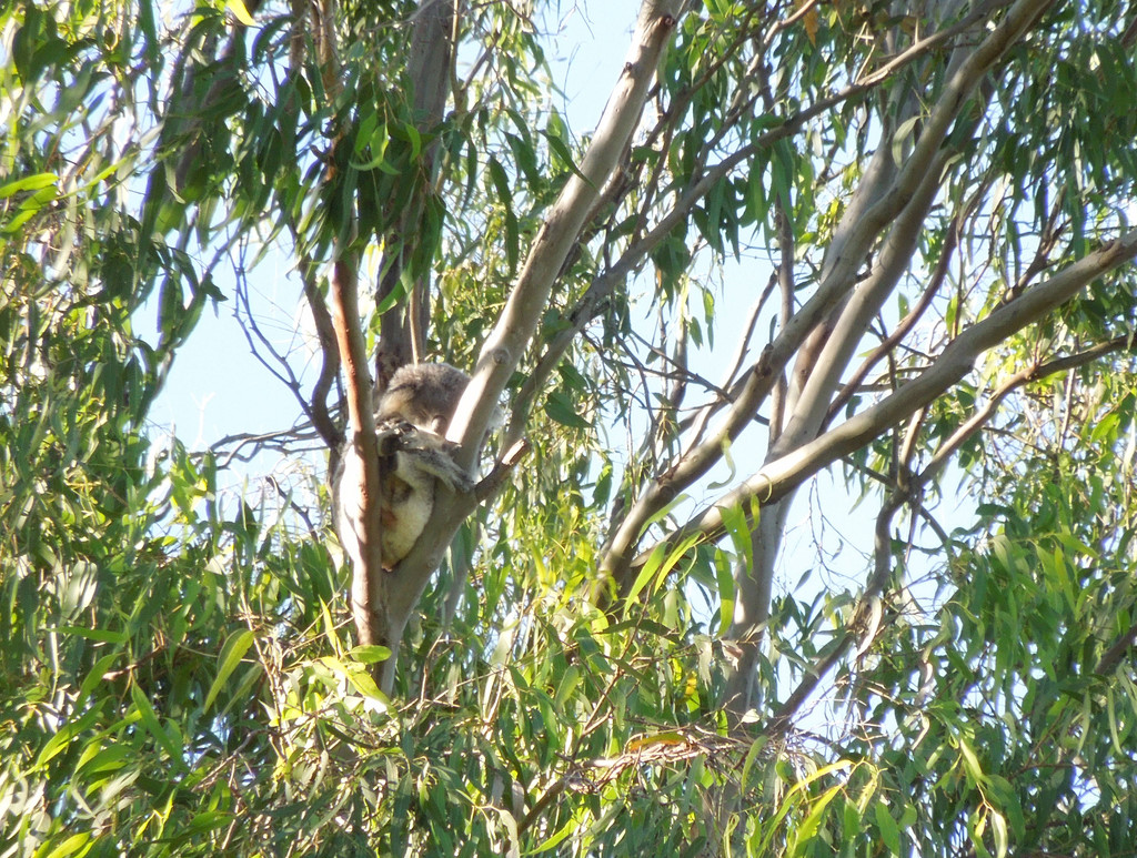So close by koalagardens
