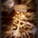 Magic Mushrooms... by julzmaioro