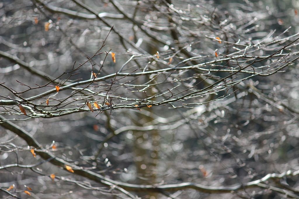 Branches ...... (For Me) by motherjane