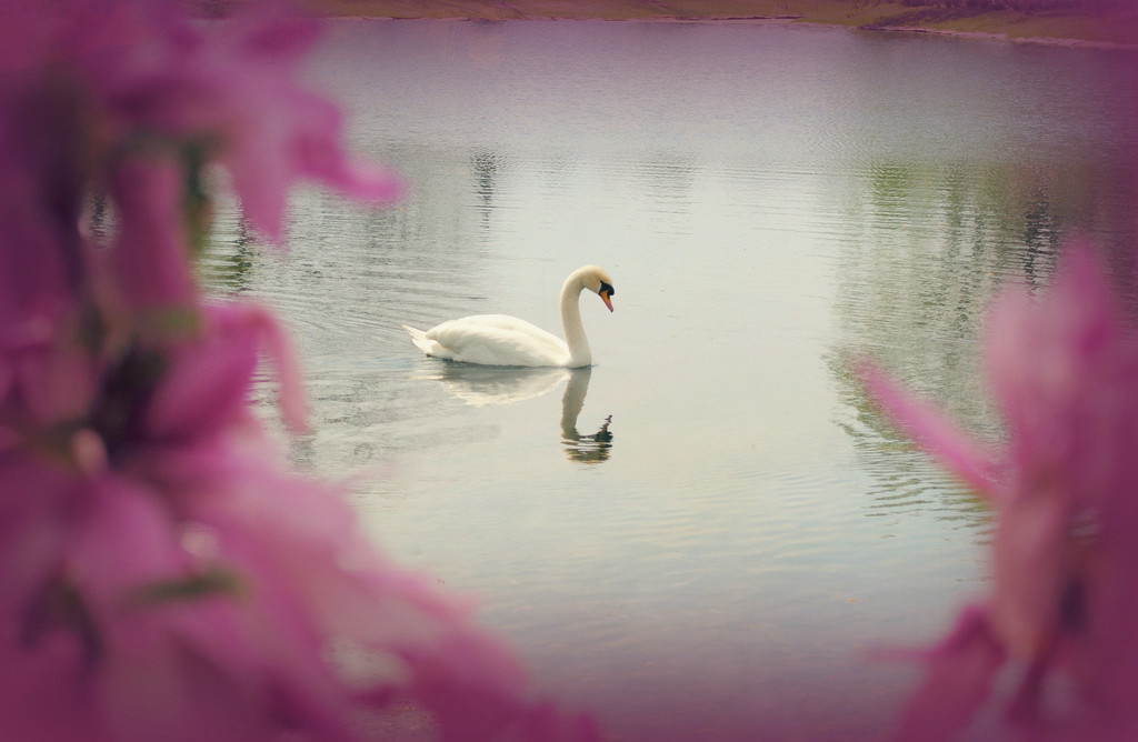 Once Ugly Duckling Ponders His Beauty by alophoto