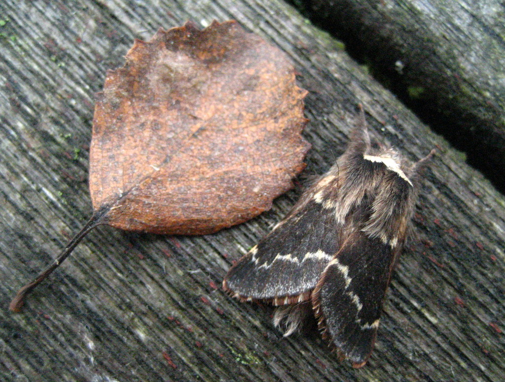 December moth  by steveandkerry