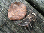 10th Nov 2014 - December moth 