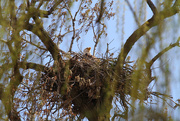 18th Apr 2015 - Eagle in Nest