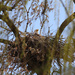 Eagle in Nest by tosee