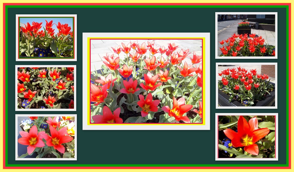 Red tulip collage 21 04 2015 by grace55