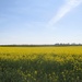 Rapeseed by g3xbm