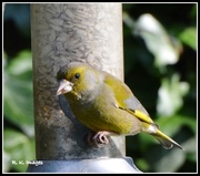 21st Apr 2015 - The greenfinches are back