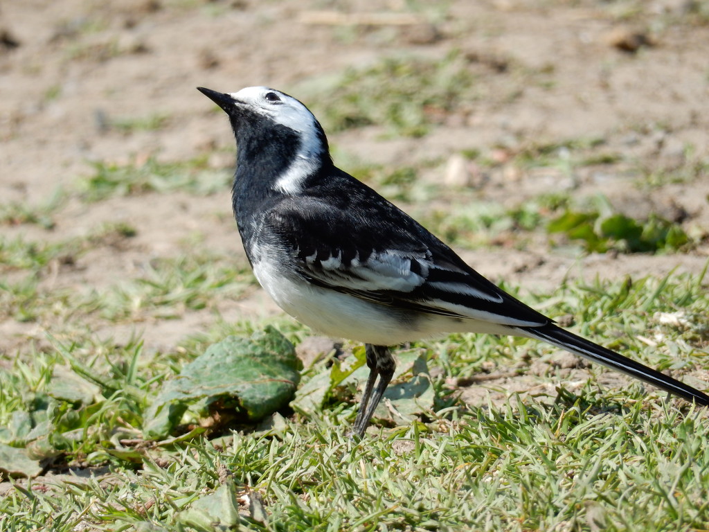 pied wagtail by pinkpaintpot