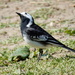 pied wagtail by pinkpaintpot