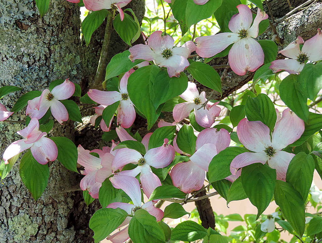 Dogwoods are almost done blooming! by homeschoolmom