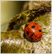 21st Apr 2015 - Wet Ladybird