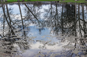 21st Apr 2015 - Pond reflection