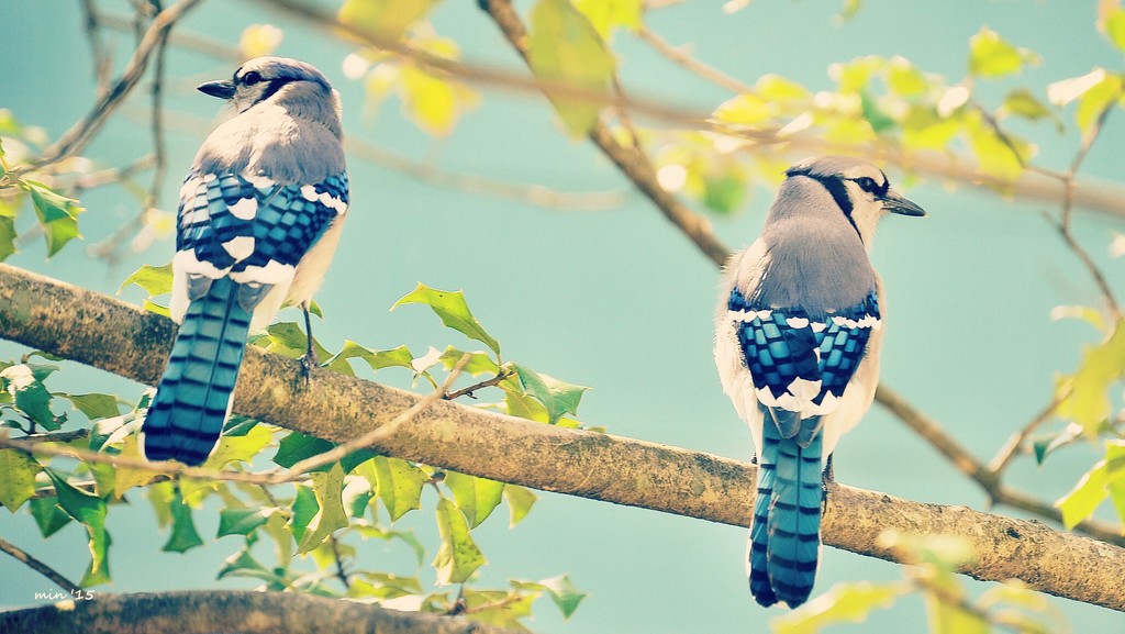 Two Blue Jays by mhei
