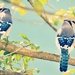 Two Blue Jays by mhei