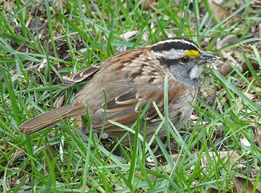 Northbound Sparrow by annepann