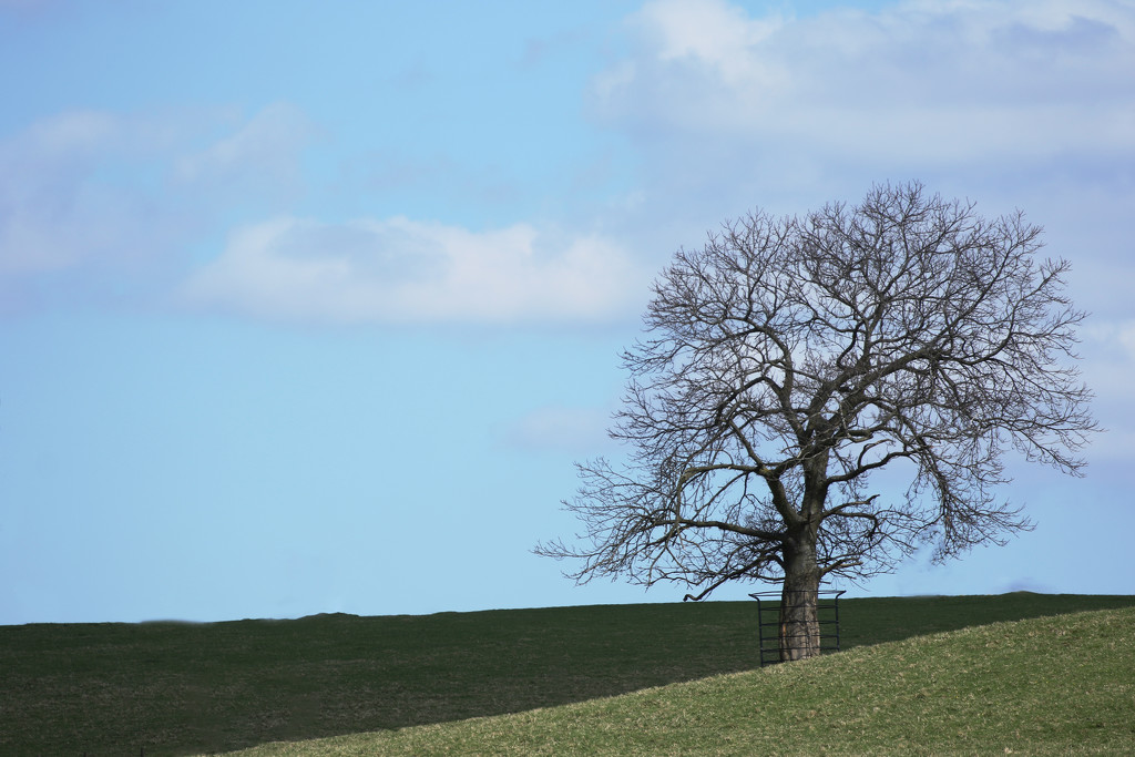 Lonesome tree by bizziebeeme