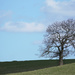 Lonesome tree by bizziebeeme