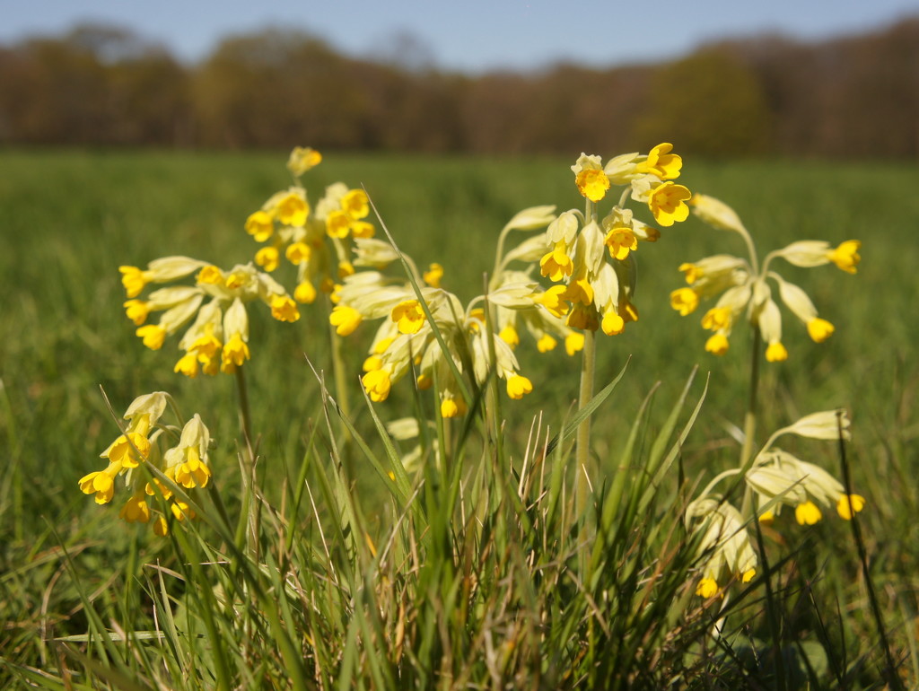 Cowslips by boxplayer