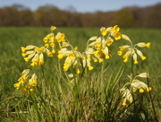 18th Apr 2015 - Cowslips