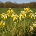 Cowslips by boxplayer