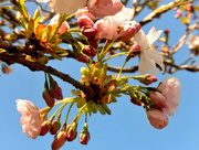 21st Apr 2015 - Cherry blossom.....
