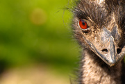 21st Apr 2015 - Emu