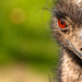 Emu by leonbuys83