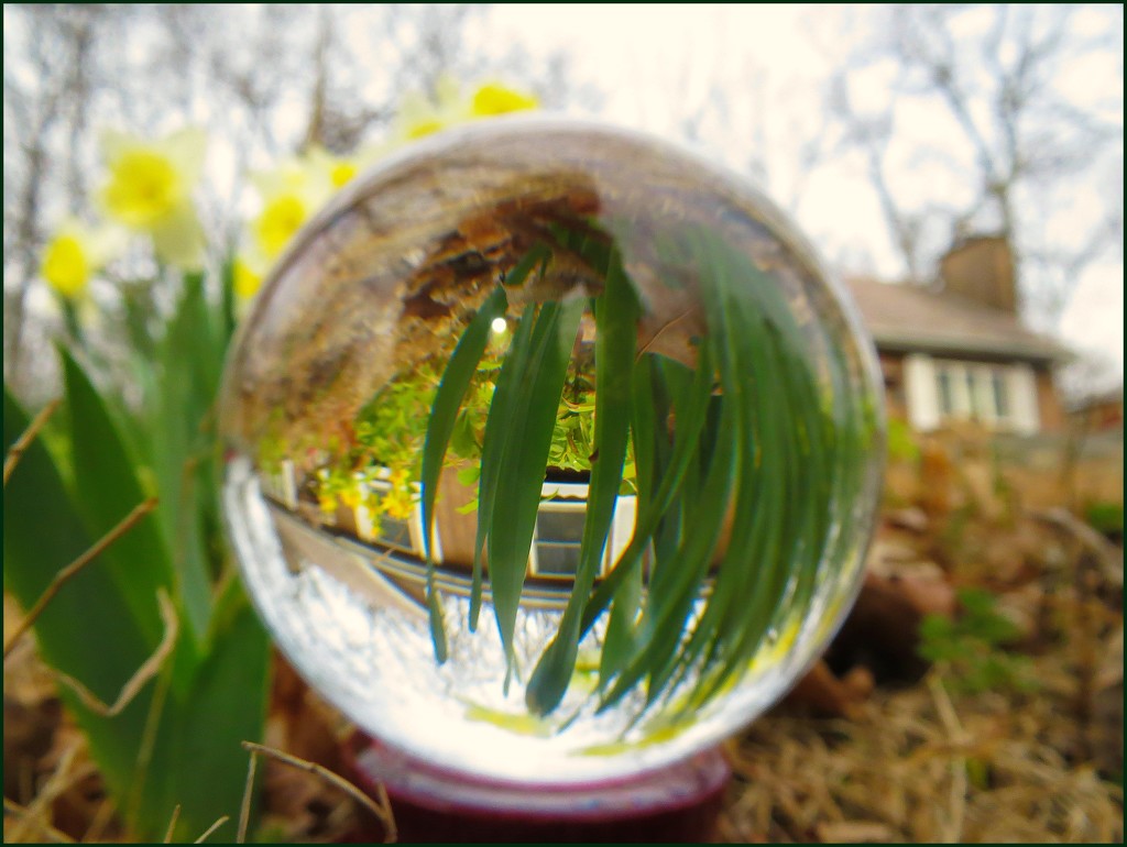 Daffodils in My Crystal Ball by olivetreeann
