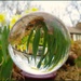 Daffodils in My Crystal Ball by olivetreeann