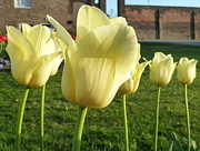 21st Apr 2015 - Tulips