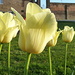 Tulips by boxplayer