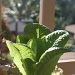 lettuce by corymbia